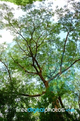 Tree Branch In Summertime Stock Photo