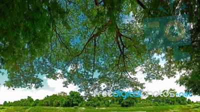 Tree Branch In Summertime Stock Photo