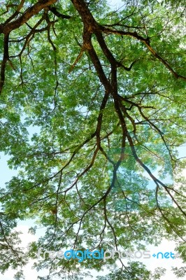 Tree Branch In Summertime Stock Photo