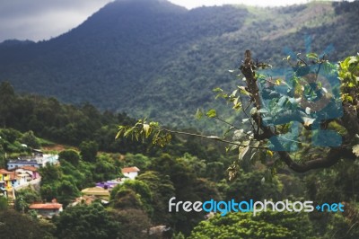 Tree Branch With City In The Background Stock Photo