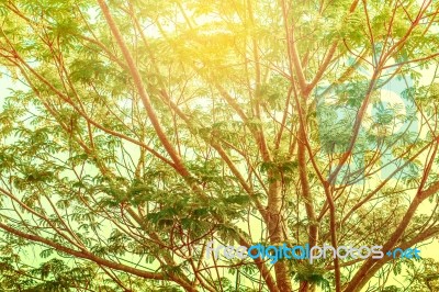 Tree Branches Of Growing Stock Photo