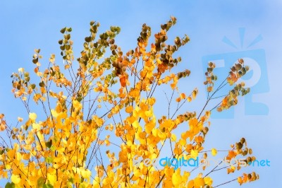 Tree Branches With Yellow Leaves In Autumn Stock Photo