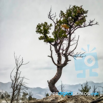 Tree Clinging Onto Life At Mammoth Hot Springs Stock Photo