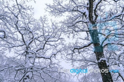 Tree Coveredby Snow In Winter Stock Photo