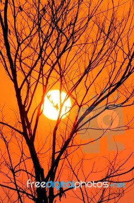 Tree Dead Dry With A Sunset In The Evening Stock Photo