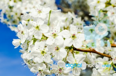 Tree Flowers Stock Photo