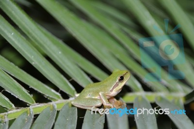 Tree Frog Stock Photo