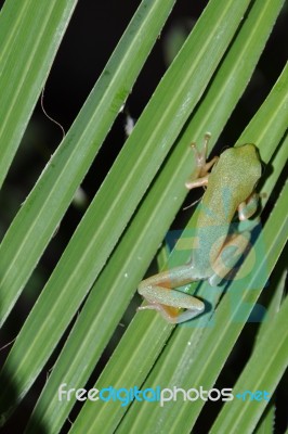 Tree Frog Stock Photo