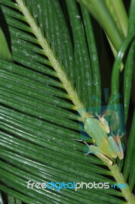 Tree Frog Stock Photo