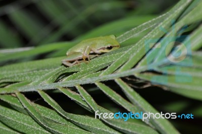 Tree Frog Stock Photo