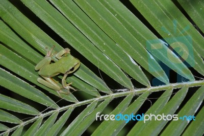 Tree Frog Stock Photo