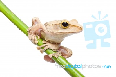 Tree Frog Stock Photo