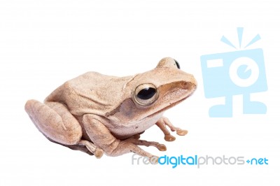 Tree Frog Stock Photo