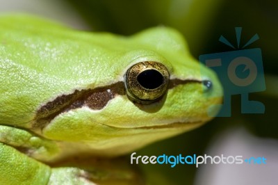 Tree Frog Stock Photo