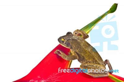 Tree Frog Stock Photo