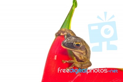 Tree Frog Stock Photo