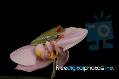 Tree Frog On Orchid Stock Photo