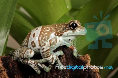 Tree Frog On Tropical Plant Stock Photo