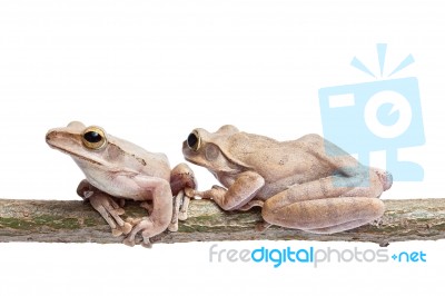 Tree Frogs Stock Photo