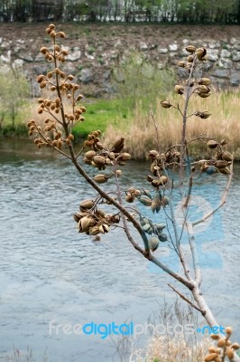 Tree Full Of Dried Seed Pods Along The Sarca River In Arco Trent… Stock Photo