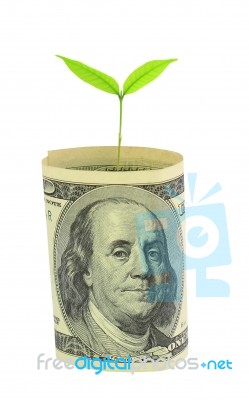 Tree Growing From Dollar Bill Stock Photo