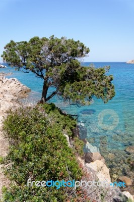 Tree Growing Ou Of The Rocky Coastline At Baja Sardinia Stock Photo