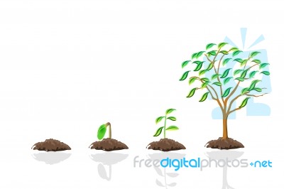 Tree Growth Stock Image