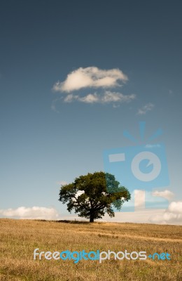 Tree In A Field Stock Photo