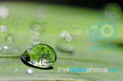 Tree In Drop Of Water Stock Photo