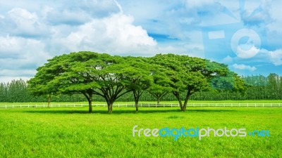 Tree In Green Field Stock Photo