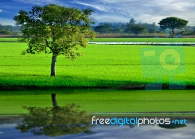 Tree In Landscape Stock Photo