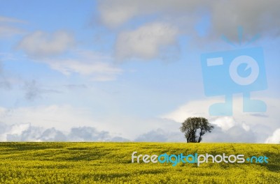 Tree In Rapeseed Field Stock Photo