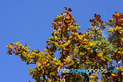 Tree In The Fall Stock Photo