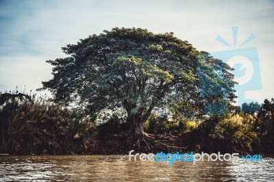 Tree  In The Forest  Vintage Style Stock Photo