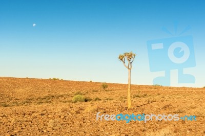 Tree In The Namib Desert Landscape Stock Photo