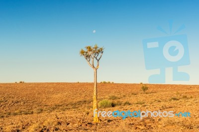 Tree In The Namib Desert Landscape Stock Photo