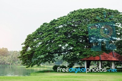 Tree In The Park Stock Photo