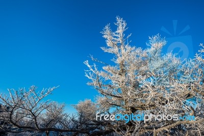 Tree In Winter, Deogyusan Mountains In South Korea Stock Photo