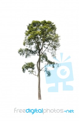 Tree Isolated On White Background Stock Photo