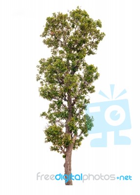 Tree Isolated On White Background Stock Photo