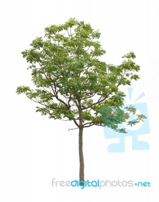 Tree Isolated On White Background Stock Photo