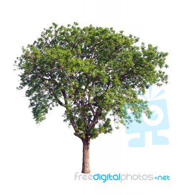 Tree Isolated On White Background Stock Photo