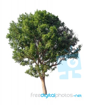 Tree Isolated On White Background Stock Photo