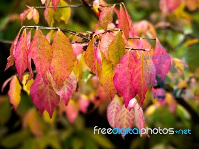 Tree Leaves Changing Colour In Autumn Stock Photo