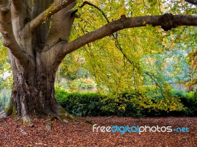 Tree Leaves Changing Colour In Autumn Stock Photo