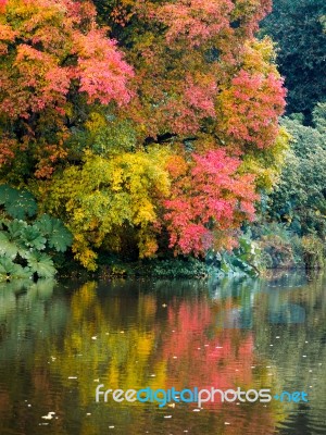 Tree Leaves Changing Colour In Autumn Stock Photo