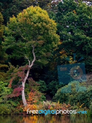 Tree Leaves Changing Colour In Autumn Stock Photo