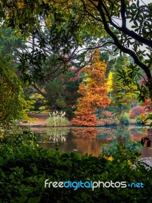 Tree Leaves Changing Colour In Autumn Stock Photo