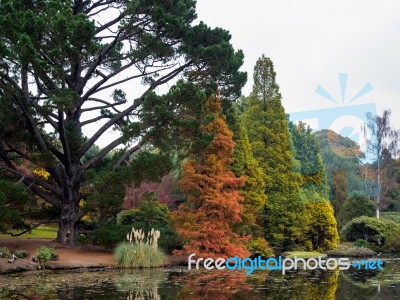 Tree Leaves Changing Colour In Autumn Stock Photo