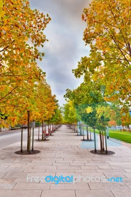 Tree Lined Pedestrian Sidewalk Stock Photo